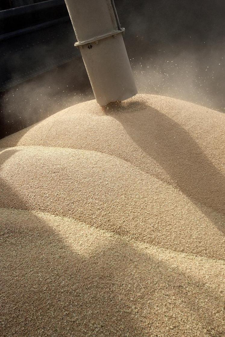 Après avoir franchi la barre des 200 €/t en juillet, les cours du blé ont frôlé les 220 €, à 219,75 € en cours de séance, 
le 2 août, sur le marché européen Euronext. Le blé a ensuite cédé du terrain, repassant sous les 200 € le 27 août. 