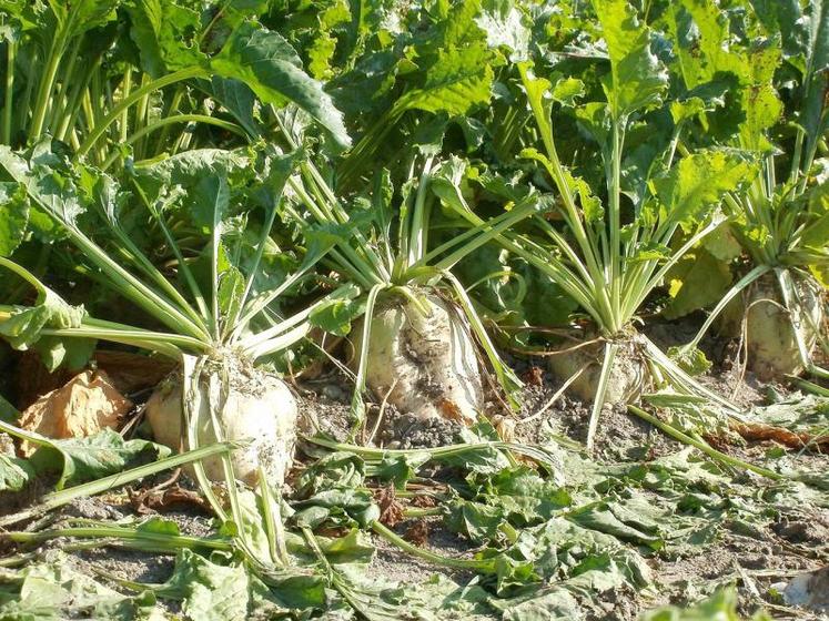 Les contrats SLS 2020-2021 font l’objet de discussions tendues entre les différentes parties.