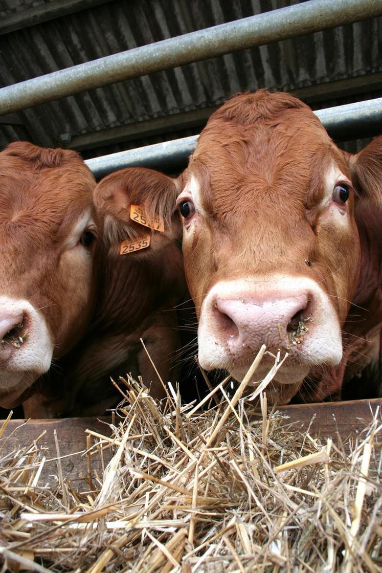 Au 1er décembre 2017, on comptait 3,95 millions de vaches allaitantes. Le marché des mâles s’est allégé. La production française de gros bovins finis a diminué de 1,8 % entre 2016 et 2017.