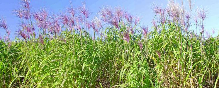 L’Inra poursuit sa recherche variétale sur le miscanthus, source de biomasse.