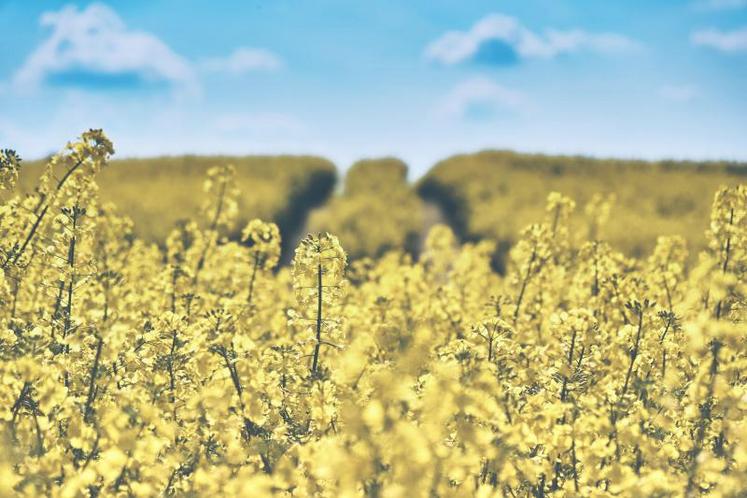 Ce colza contaminé ne fleurira pas au printemps puisqu'il sera détruit.