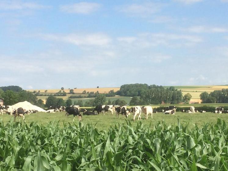 En période de sécheresse, réserver le maïs aux vaches laitières.