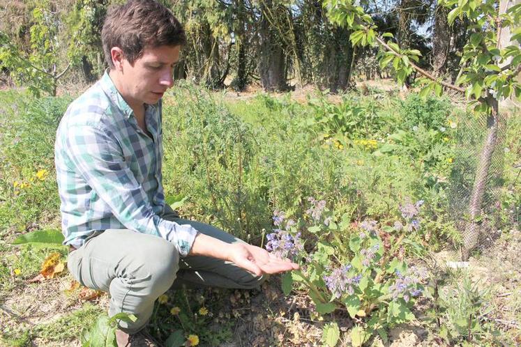 Pour limiter le nombre d’insectes dans son verger, Alexandre Prot n’utilise pas de pesticides.