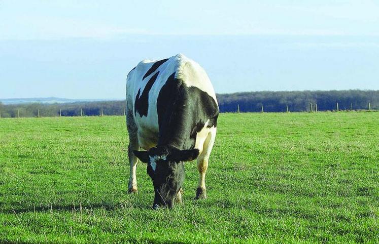 Avec une alimentation maïs ensilage/pâturage et des vêlages débutant mi-août, la maîtrise du coût approvisionnement animal repose principalement sur la quantité et la qualité de l’herbe ingérée.