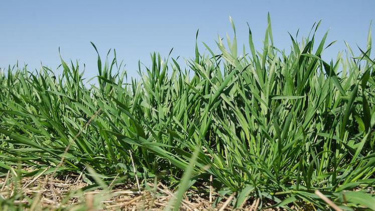 Dans le Nord, la montaison des blés se déroule en un temps record, si bien que les feuilles sortent plus vite que la cercosporiose ne progresse.