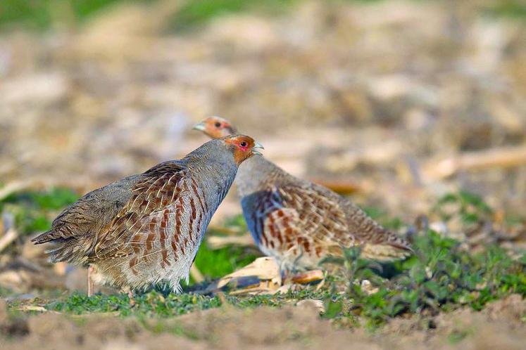 Cette année, l’indice de reproduction oscille de 2,5 à 7 jeunes par poule d’été, avec une moyenne à peine supérieure 
à 4 jeunes par poule d’été. Un résultat médiocre.