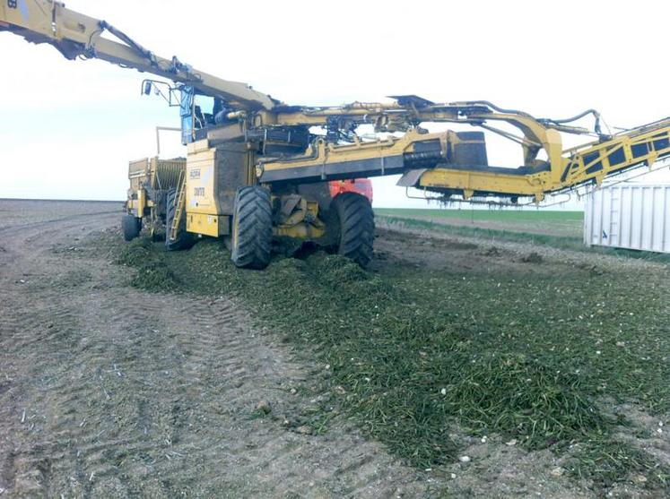 Vincent Caille : «La particularité de l’année est que les feuilles ont fané plusieurs fois, et qu’elles sont étalées sur le sol. L’effeuillage et le scalpage sont donc compliqués».