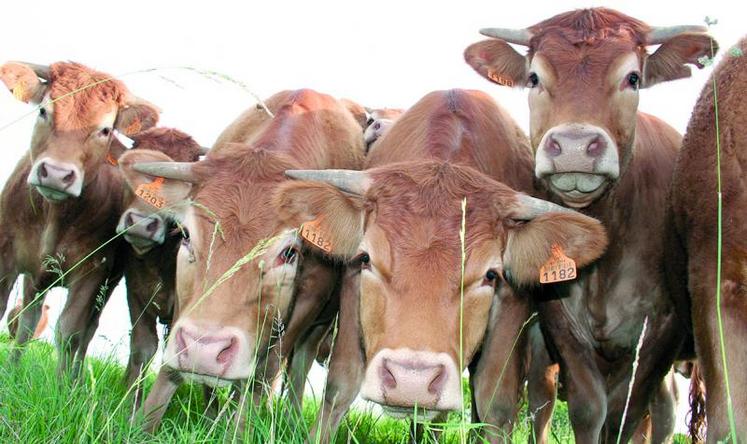 Les demandes d’aides bovines peuvent à présent être déposées et devront être formulées avant le 15 mai.