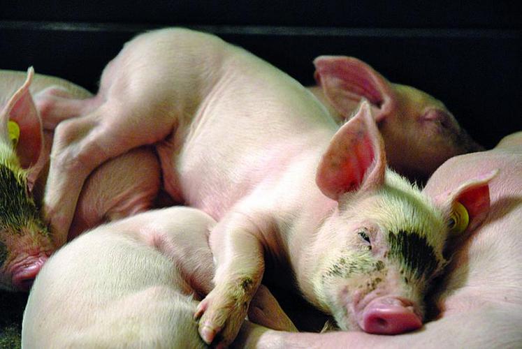 La filière porcine non OGM, ni antibiotique, prônée par les groupes Fleury-Michon et Avril,  incarnerait une voie de valorisation particulière pour la filière hexagonale.