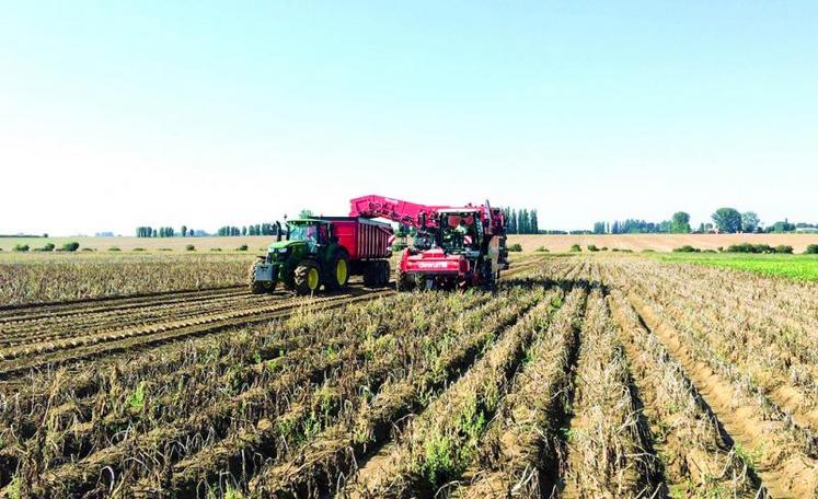 80 % des arrachages sont aujourd’hui effectués dans la Somme.