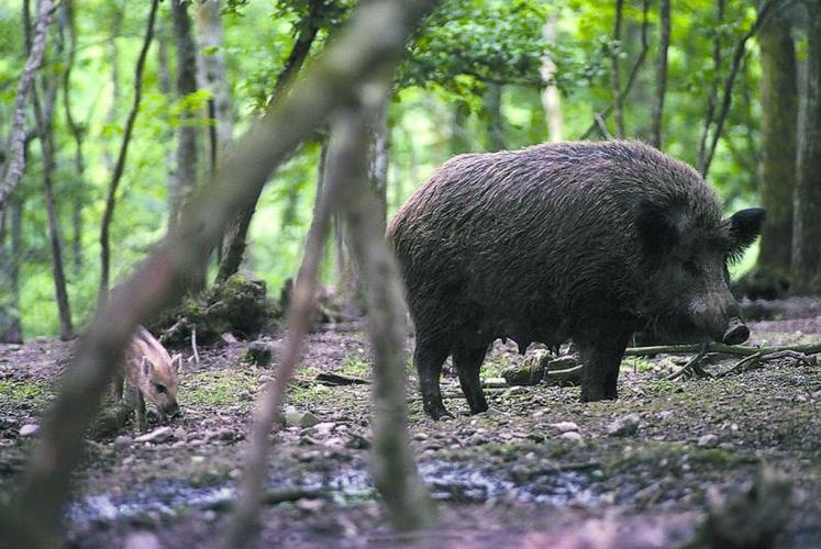 Les populations de sanglier doivent être régulées dès l’été, 
ou à défaut relocalisées vers les zones boisées.