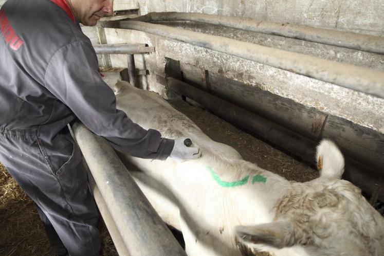 En élevages, les expositions aux pesticides sont nombreuses, même si les études traitant du sujet sont rares.