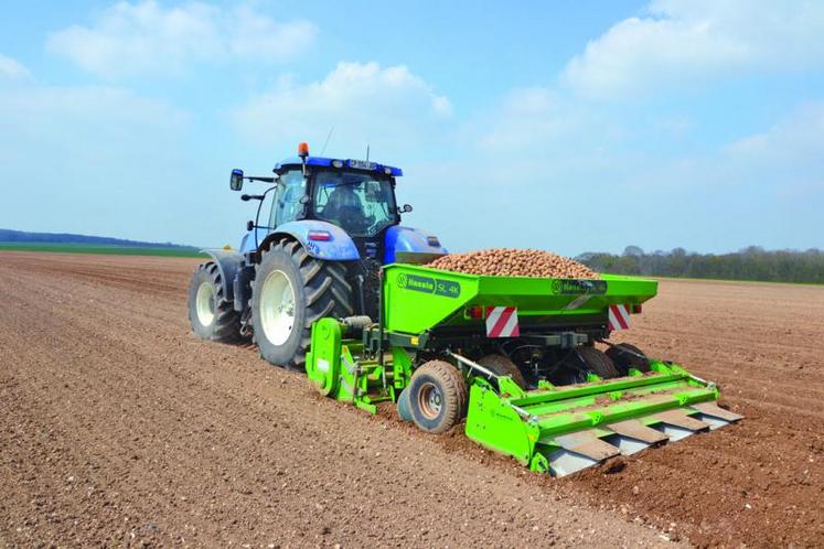 La plantation en 75 cm d’écartement est effectuée en entraide.