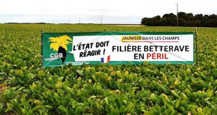 La crainte de voir la filière betterave péricliter en raison de la jaunisse virale s’affiche jusque dans les champs.