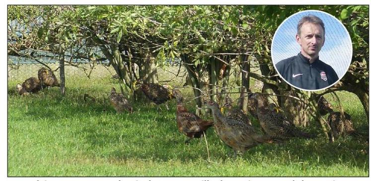 2 500 faisans communs de Nicolas Dassonville, à Rumigny, ont été nourris aux larves pendant quatre semaines. L'effet a été bénéfique pour le plumage.