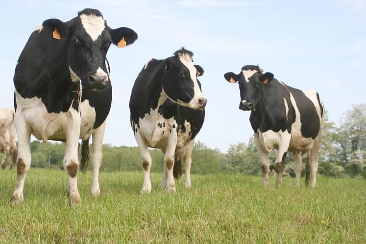Entre 60 et 70 élevages répartis sur la zone de collecte de Lact’Union pourraient basculer dans la démarche «lait sans OGM» engagée par la coopérative.