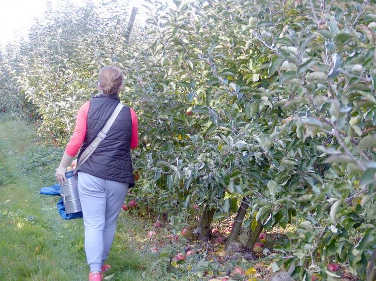 Le plan permettrait de répondre à un besoin de main-d’œuvre dans les exploitations, avec des personnes prêtes 
à s’engager à long terme et des saisonniers.