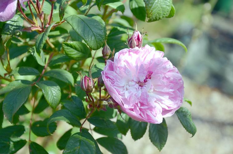 Déambulation parmi les exposants, découverte de nouvelles variétés et des murs végétaux sont au programme pendant deux jours à la Citadelle de Doullens.