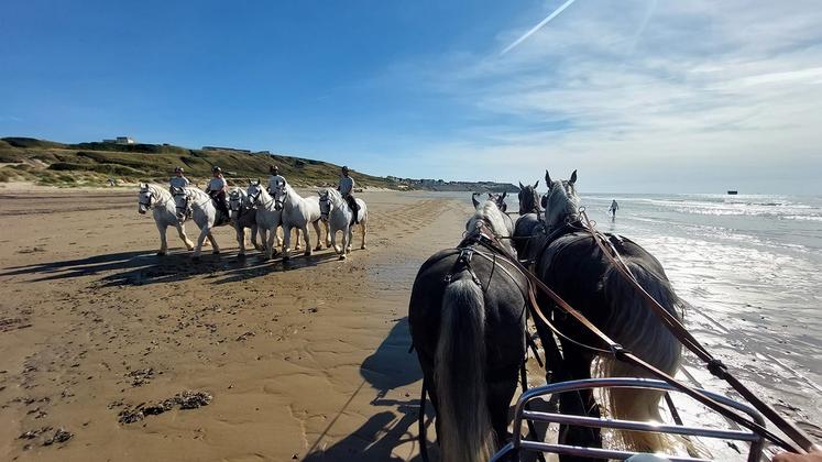 Quelques heures avant les premières épreuves spéciales, détente des meneurs et des chevaux sur la plage de Boulogne-sur-Mer. 