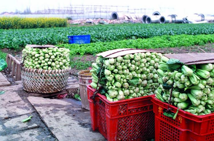 En Chine, la terre n’est pas une propriété détenue individuellement, mais qui appartient au village tout entier.