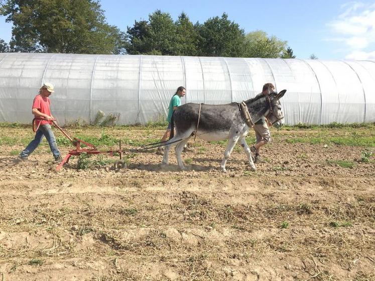 La traction asine s’adapte particulièrement bien au maraîchage, car elle permet un travail plus minutieux et précis que les autres méthodes.