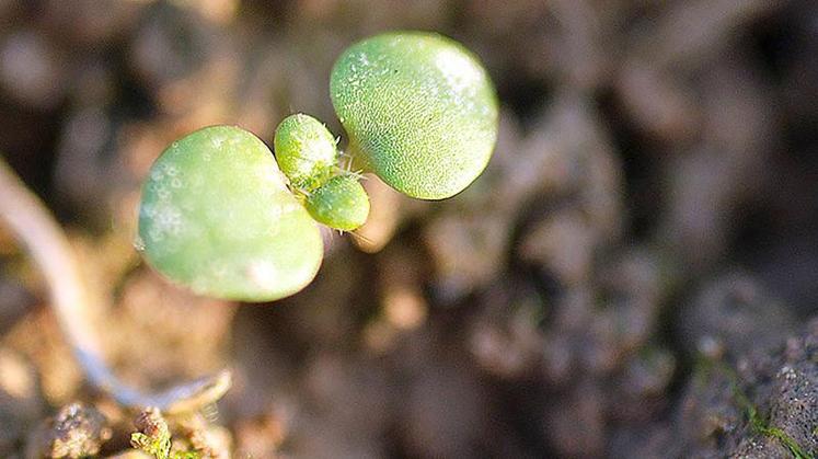 15 à 20 mm de pluie sont les bienvenus pour sécuriser la germination et la levée des maïs, mais aussi pour permettre 
une meilleure efficacité des herbicides racinaires positionnés en prélevée.