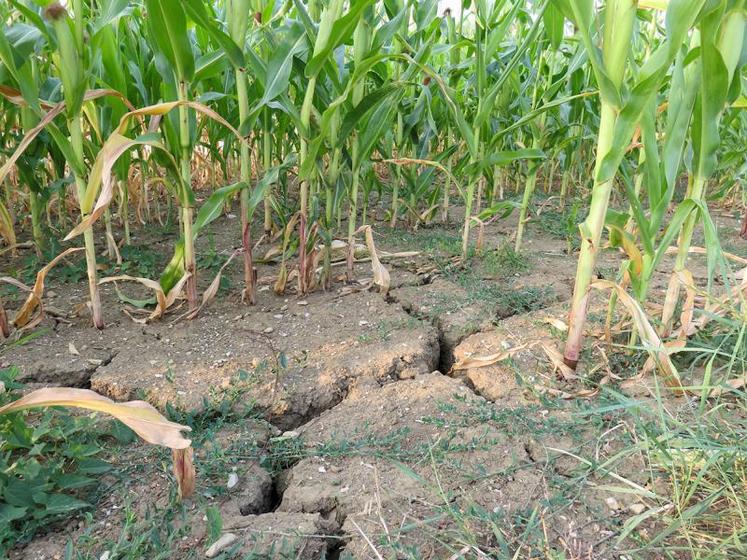 Les agriculteurs d’Europe manqueront d’eau : les périodes sèches dureront en moyenne cinq mois par an, contre trois mois aujourd’hui.