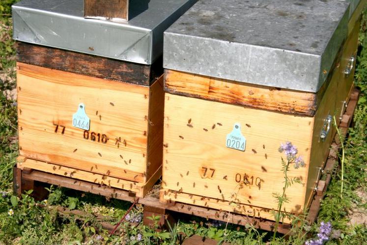 La récolte moyenne de miel en 2016 était de 22 kg/ruche en France et de 20,38 kg/ruche en Europe.