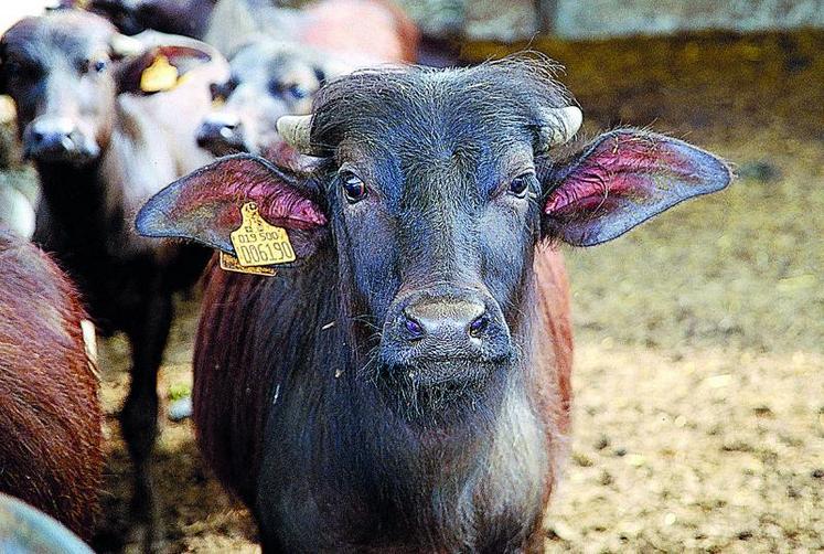30 % des produits d’appellation italiens sont exportés, comme ici la mozarella.