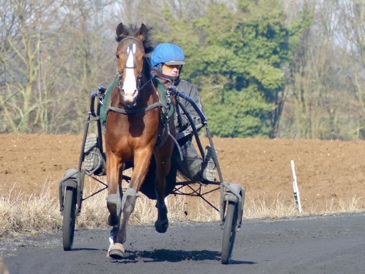 Pour Jérémy Koubiche, la passion du Trot, c'est avant tout "pour l'animal".