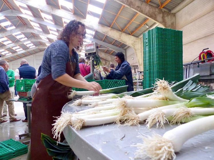 Entre 6 et 7 tonnes de poireaux sont conditionnées chaque jour. L’objectif est d’atteindre 10 t minimum.