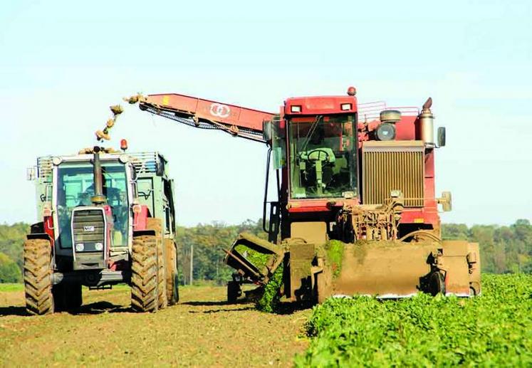 Selon la CGB, la récolte de betteraves en France sera dans la moyenne des trois dernières années, entre 87 et 90 t/ha.