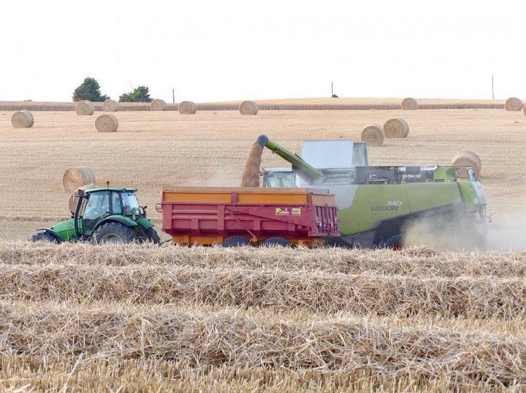 En blé, les résultats devraient s’approcher de la moyenne quinquennale.