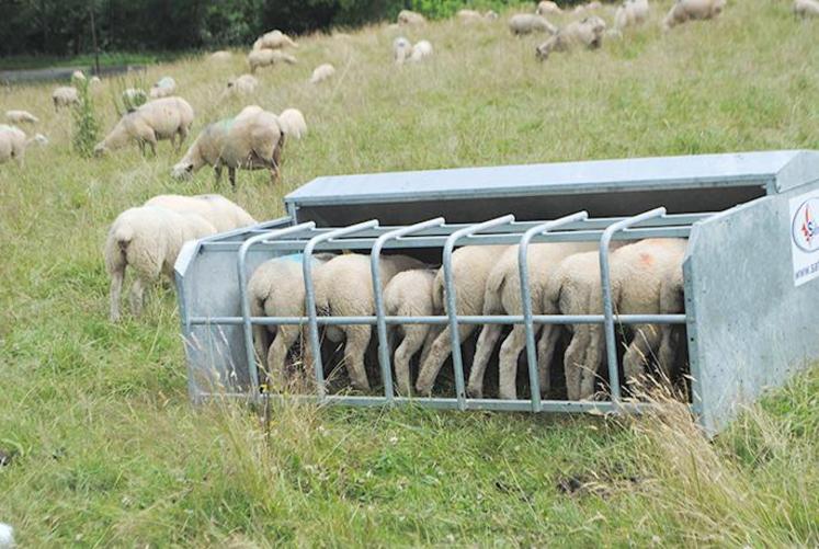 La fréquentation du nourrisseur est liée à la qualité de l’herbe disponible.
