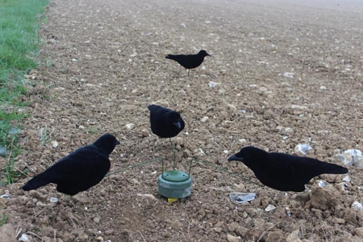 Tromper la vigilance du corbeau n’est pas facile y compris avec des moyens sophistiqués.