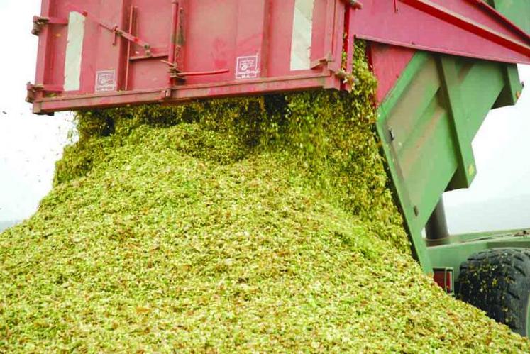 Les chantiers d’ensilage ont commencé un peu partout.