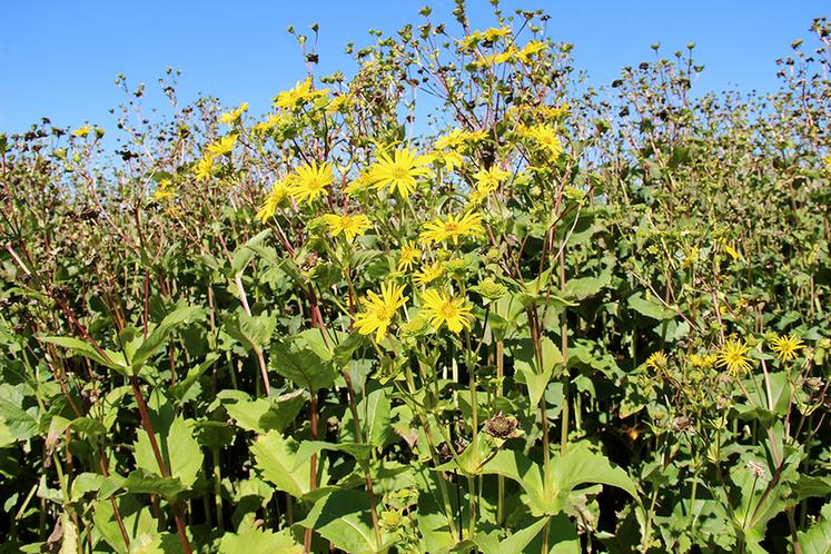 La plante, qui dépasse les 2 m de hauteur, fait le bonheur des insectes  pollinisateurs. Elle est aussi valorisée en fourrage. 