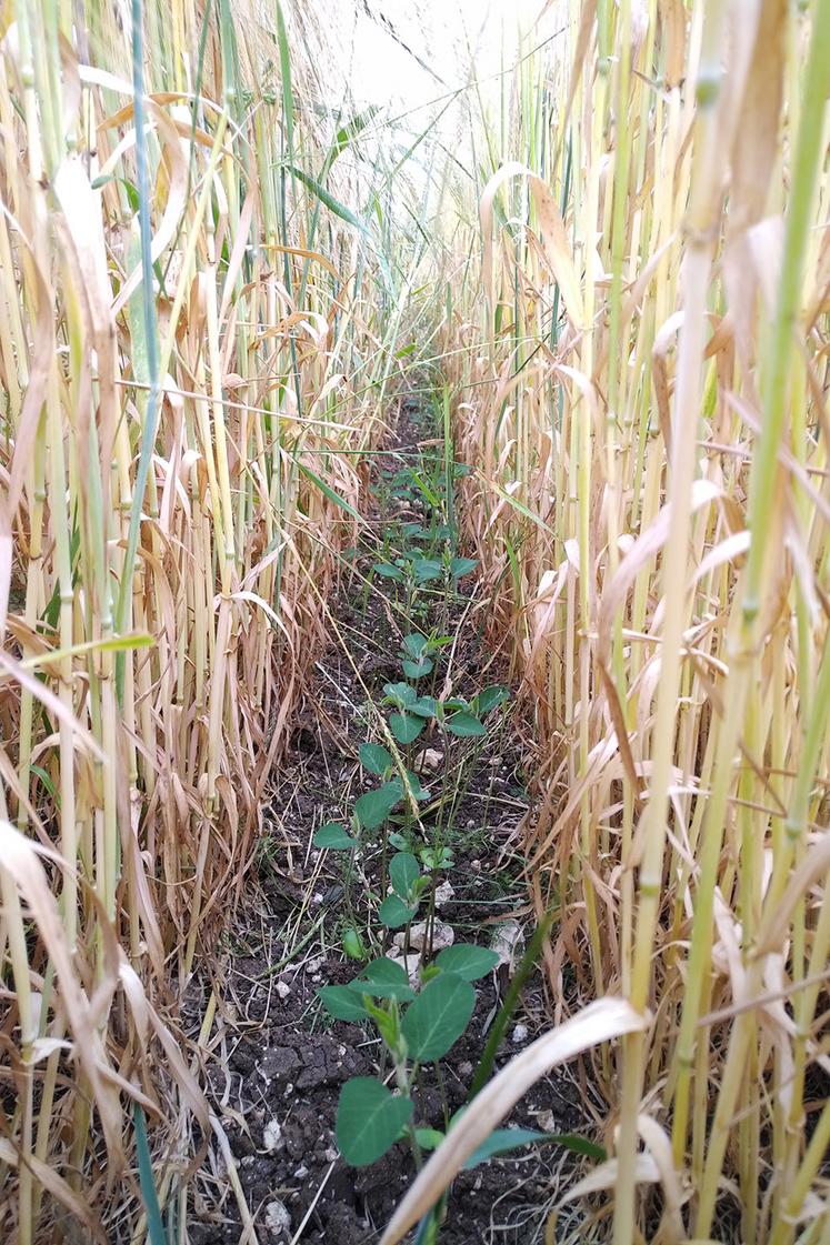 Le soja est bien adapté au relay-cropping. Il ne pose pas de problème à la levée dans le blé et ne nécessite pas de désherbage. 