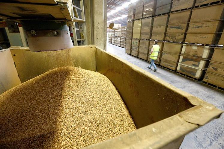 La filière semencière française génère 3,3 milliards d’euros de chiffre.