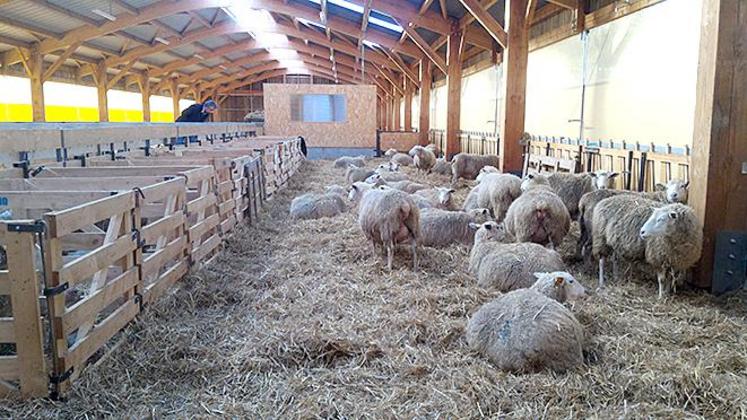 Bien alimentées en fin de gestation, les brebis le rendent bien !