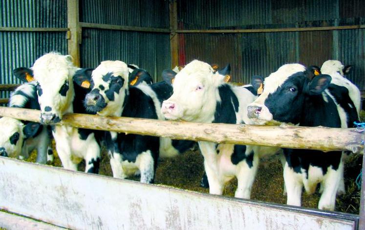 L’engraissement des taurillons laitiers doit reposer sur une alimentation simple et économique du fait de son potentiel de croissance limité.