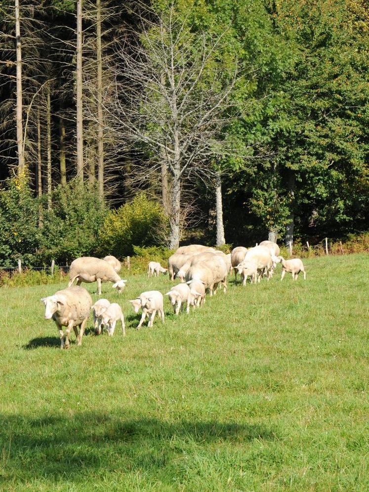Le projet Ecolagno vise à étudier l’incidence sur l’exploitation et l’acceptabilité par le consommateur d’une viande d’agneau produite selon des pratiques agro-écologiques.