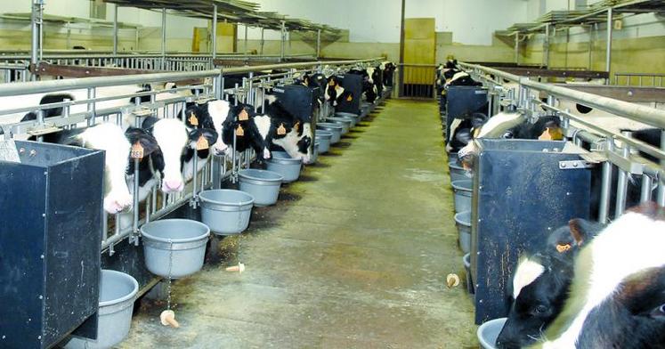 Développer la production laitière dans les exploitations mixtes lait-viande : une possibilité.