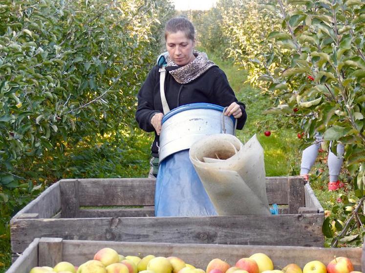 Dans la Somme, les saisonniers sont surtout sollicités plus tard dans l’année, pour l’arrachage des pommes de terre, le cassage d’endive et de la récolte des pommes.