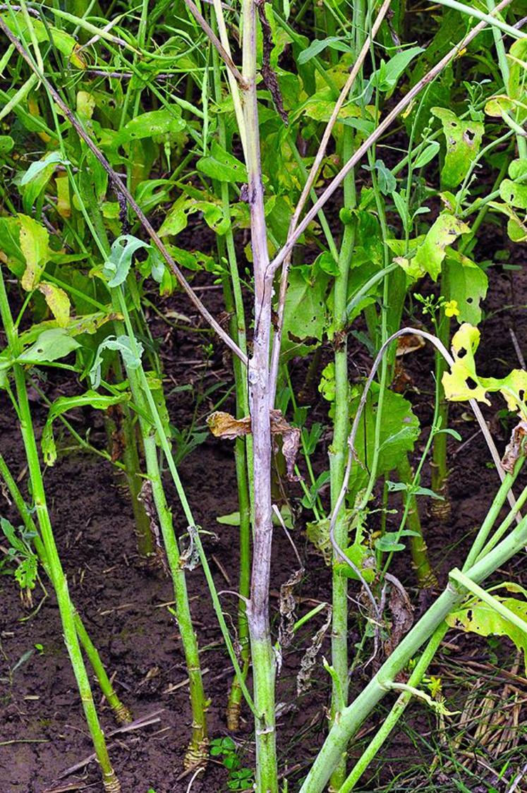 Attaque de sclérotinia sur tige.