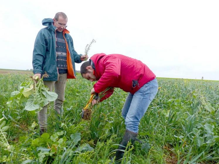 Avec les conseils de Guillaume Lecuyer (à dr.), Guillaume Bruniaux (à g.), installé à Davenescourt, a multiplié les espèces dans son couvert végétal. Les racines, toutes différentes, travaillent tous les horisons du sol.