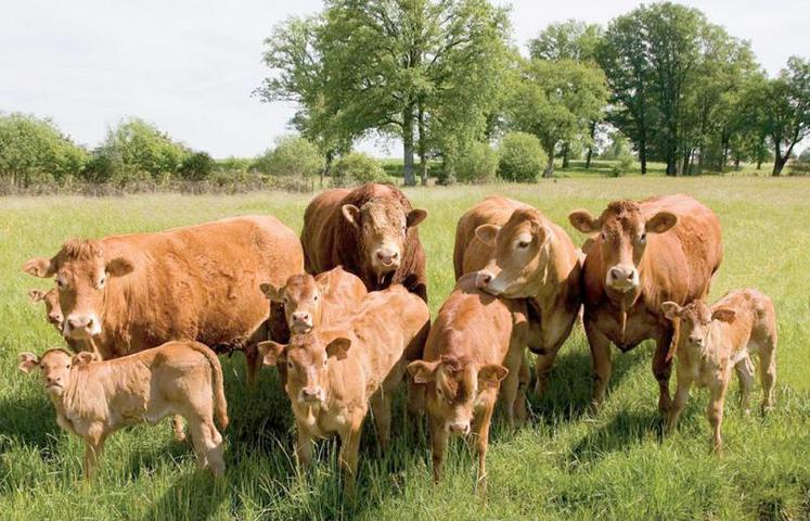 La section Nord Picardie est en hausse de 9 % du nombre d’adhérent au Herd-Book Limousin.