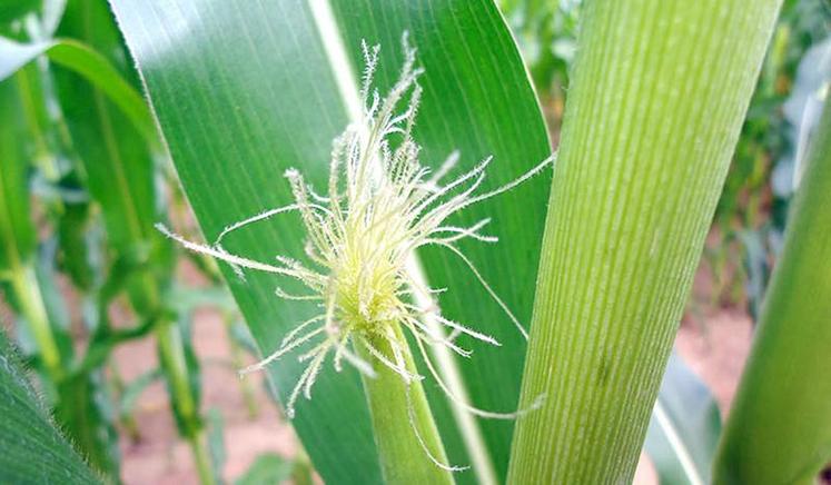 Il faut surveiller la floraison femelle, qui correspond à l’apparition des soies, à la pointe du futur épi, au cœur de la végétation.