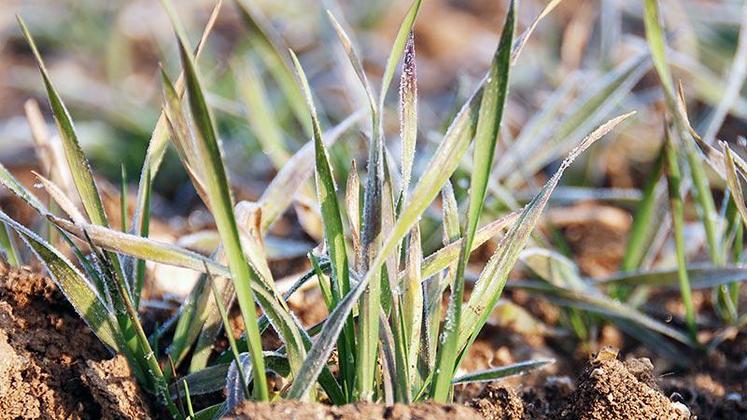 On peut craindre que les plantes aient perdu une partie de leur résistance au froid acquise auparavant.