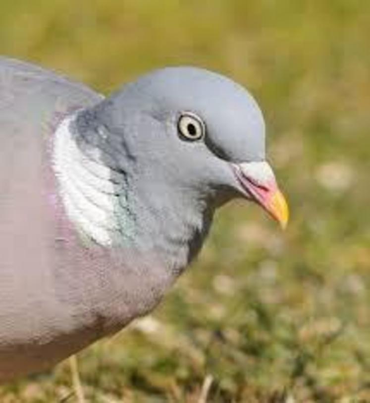 Les pigeons sont de plus en plus nombreux aux hortillonnages.